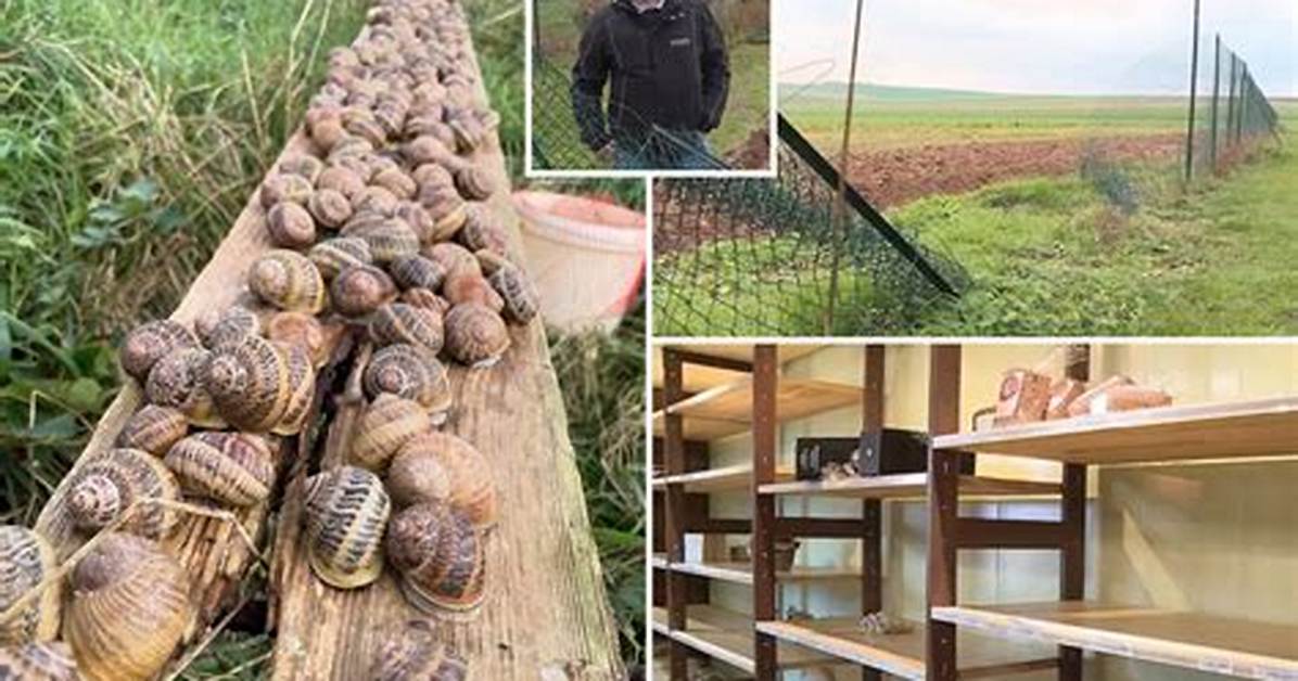 Snails Net Worth