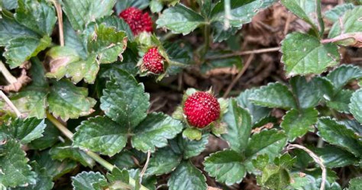 Snake Berries