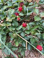 Snake Berries