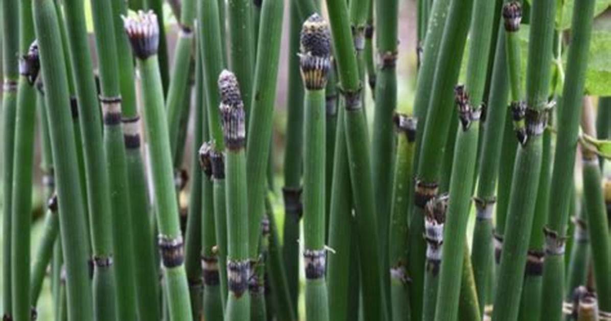 Snake Grass