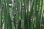 Snake Grass