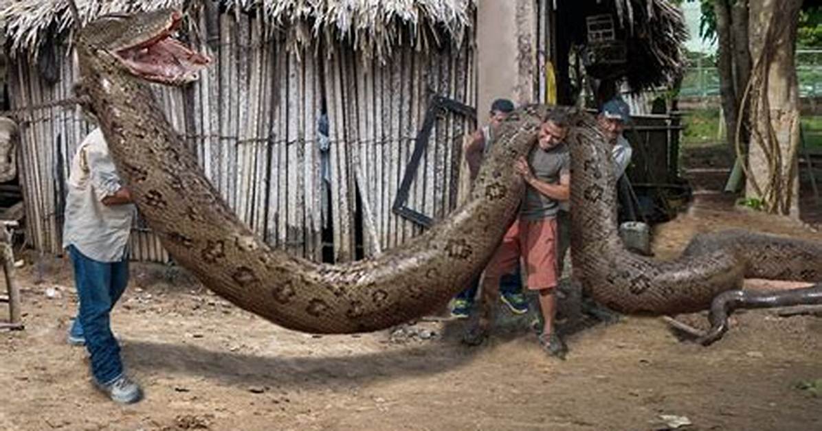 Snake World Record