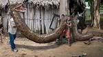 Snake World Record