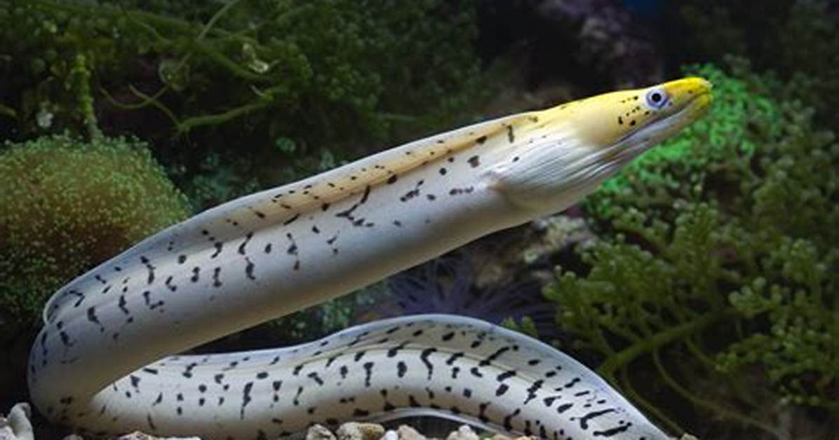 Snakelike Fish