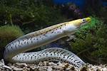 Snakelike Fish