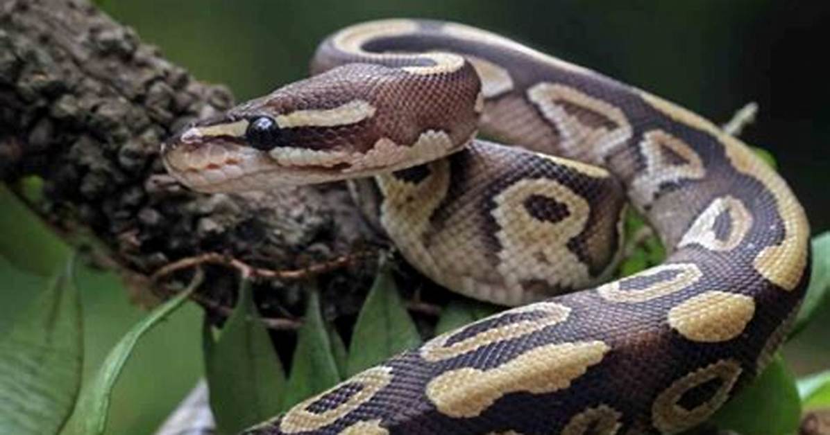 Snakes Are Nice