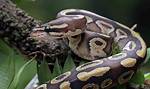 Snakes Are Nice