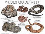 Snakes in Eastern Nc