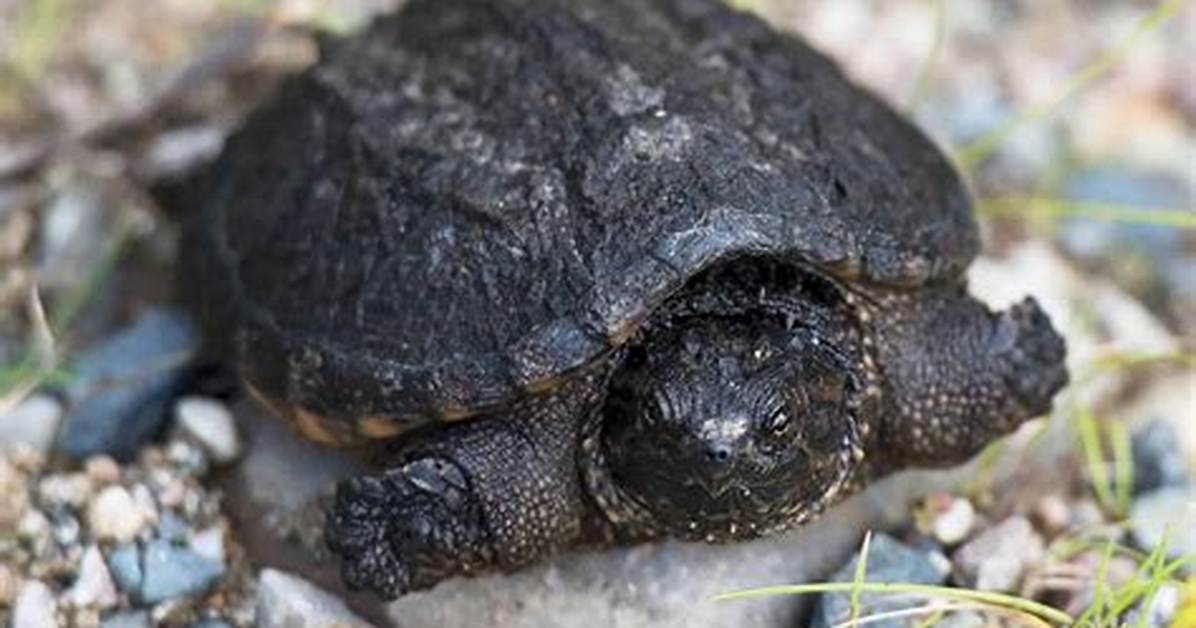 Snapping Turtle Baby