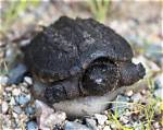 Snapping Turtle Baby
