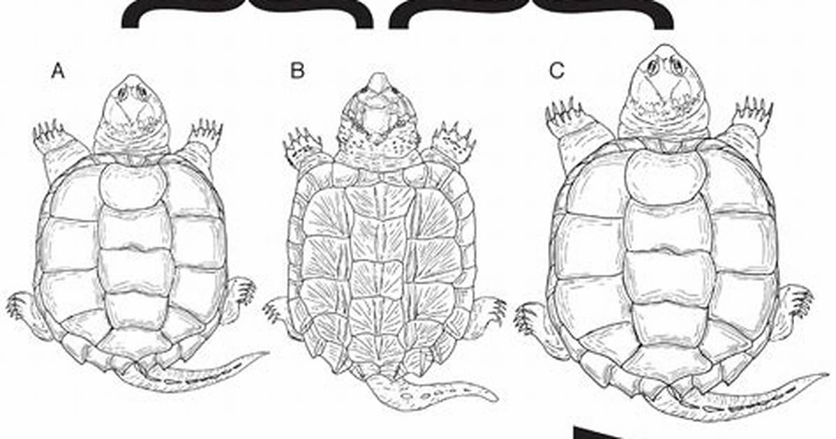 Snapping Turtle Bite Force