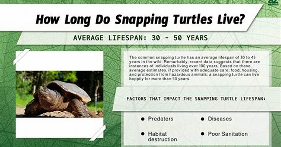 Snapping Turtle Lifespan