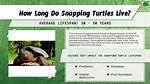 Snapping Turtle Lifespan