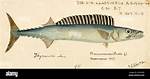 Snoek Fish