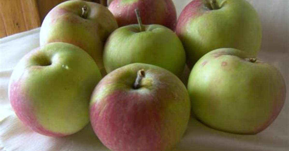 Snow Apples