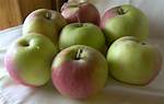 Snow Apples