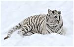 Snow Tigers