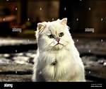 Snowbell Cat