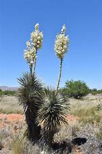Soaptree Yucca
