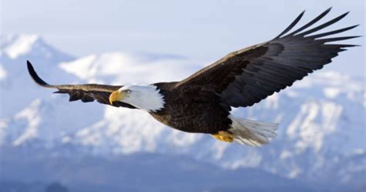 Soared Like a Bird
