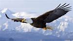 Soared Like a Bird