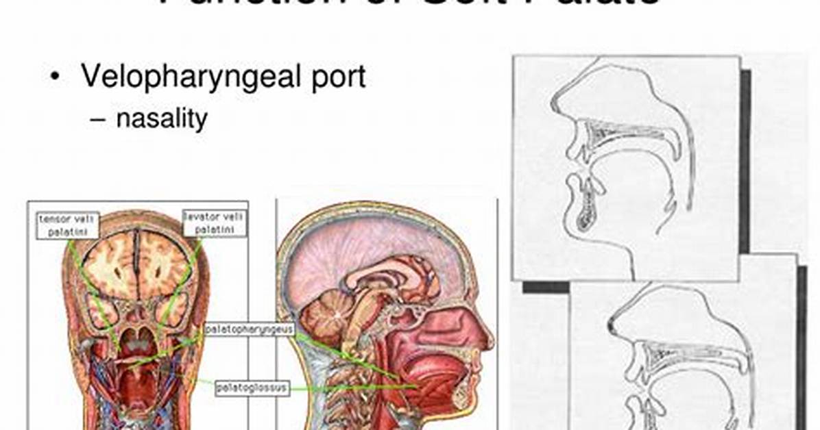 Soft Palate Function