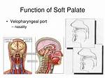 Soft Palate Function