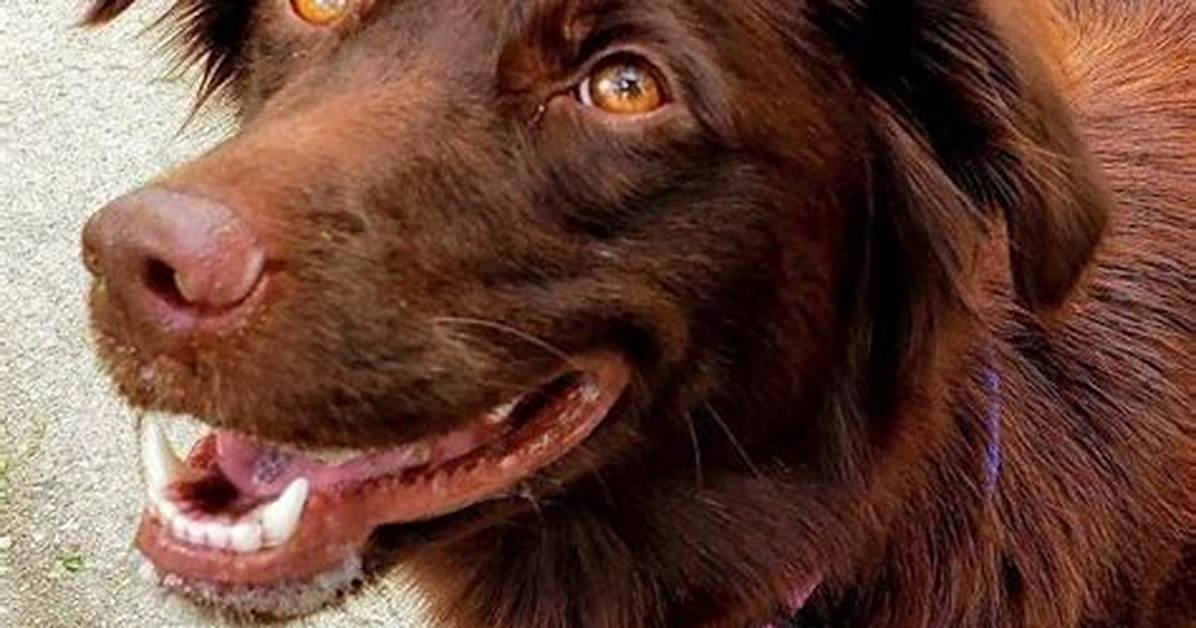 Solid Red Australian Shepherd