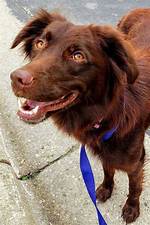 Solid Red Australian Shepherd