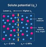 Solute Potential