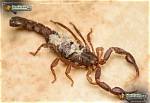 Southern Devil Scorpion