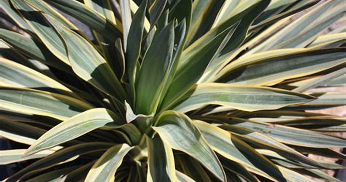 Spanish Dagger