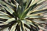 Spanish Dagger