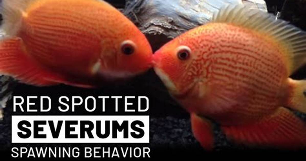 Spawning, Behavior, Appearance & Breeding