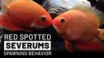 Spawning, Behavior, Appearance & Breeding
