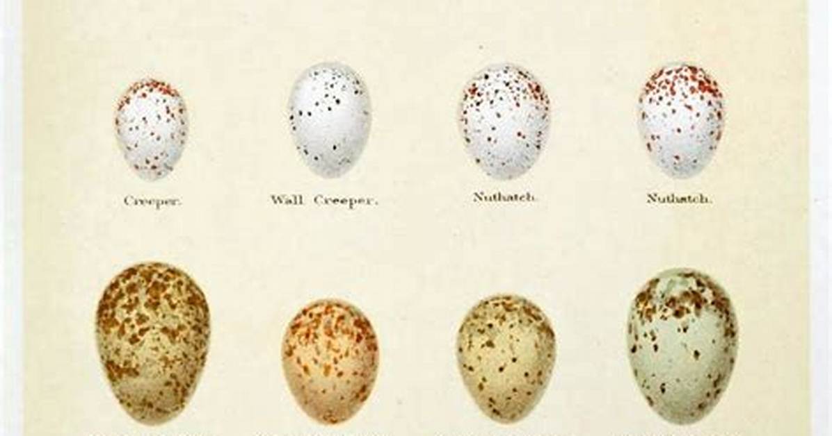Speckled Bird Egg