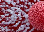 Sperm Meets Egg