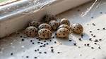 Spider Droppings
