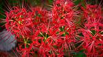 Spider Lilies