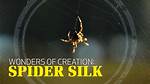 Spider's Creation