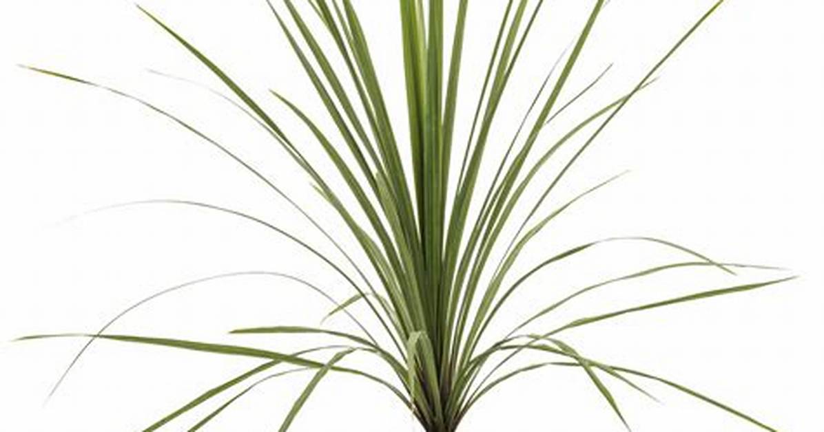 Spike Plants