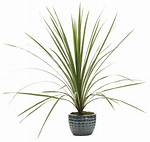 Spike Plants