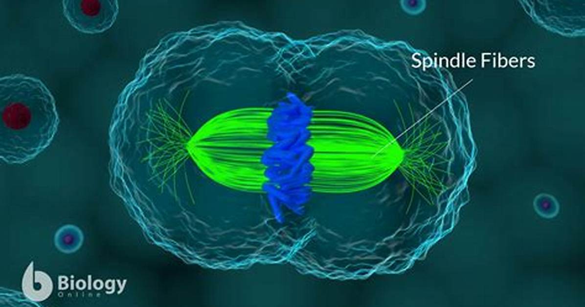 Spindle Biology