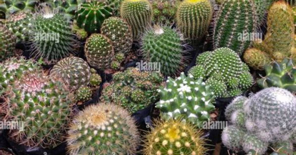Spiny Plants