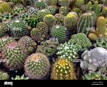 Spiny Plants