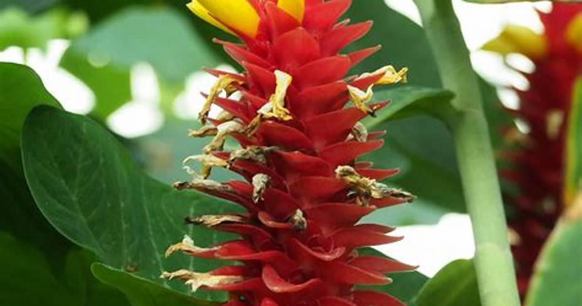 Spiral Ginger