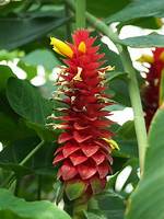 Spiral Ginger