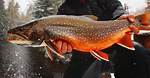 Splake Trout
