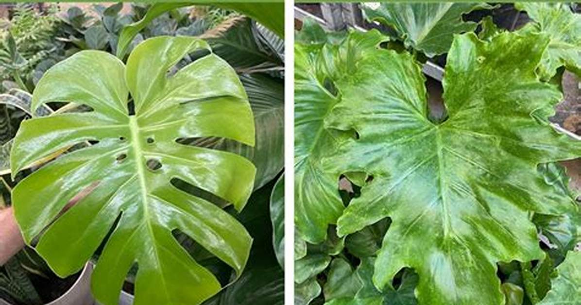 Split Leaf Philodendron vs Monstera