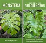Split Leaf Philodendron vs Monstera